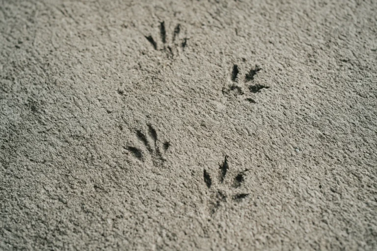 Surface en béton avec des traces de pattes de rats, lumière naturelle, gros plan.